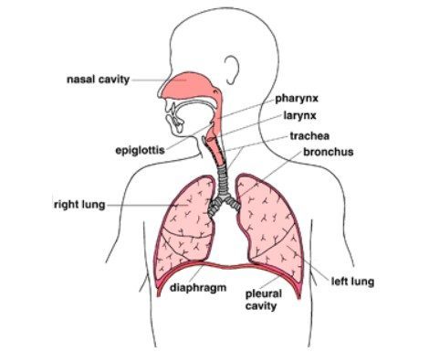 Breathing & Lungs Related