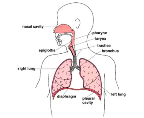 Breathing & Lungs Related